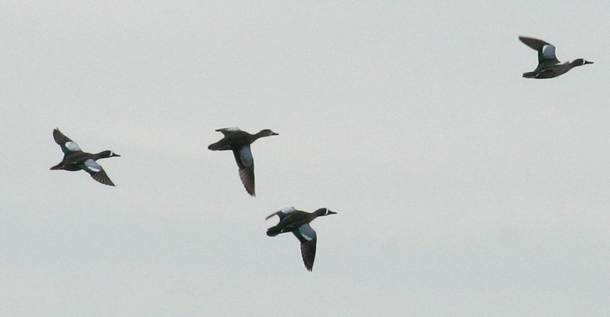 Full Size Image = 241 K