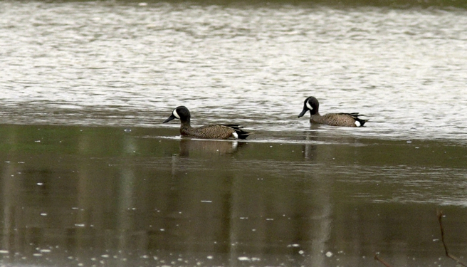 Full Size Image = 543 K