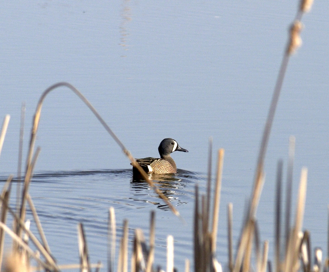 Full Size Image = 1038 K