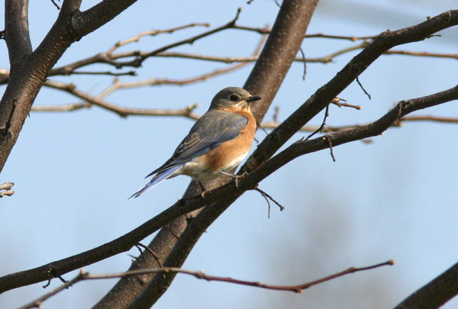 Full Size Image = 731 K