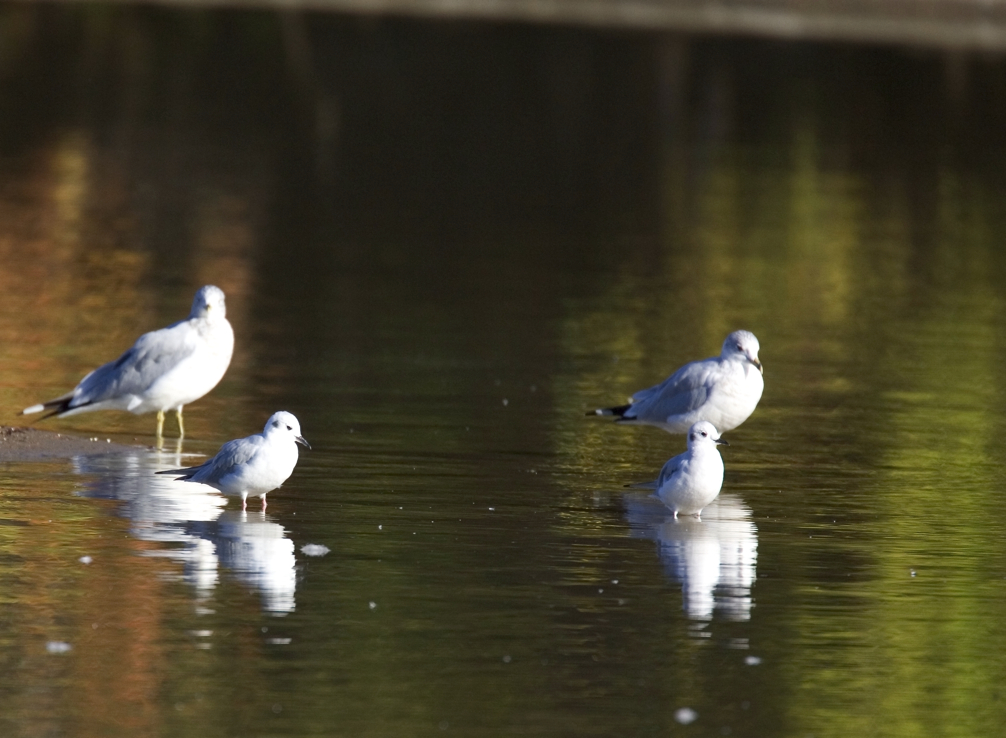 Full Size Image = 2333 K