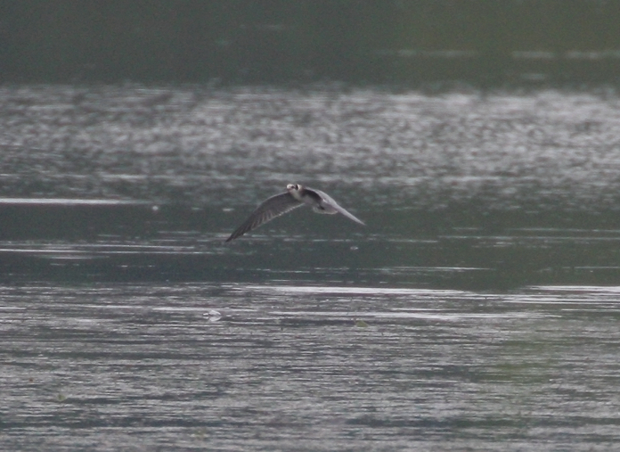 Full Size Image = 410 K