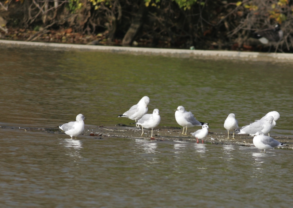 Full Size Image = 1186 K