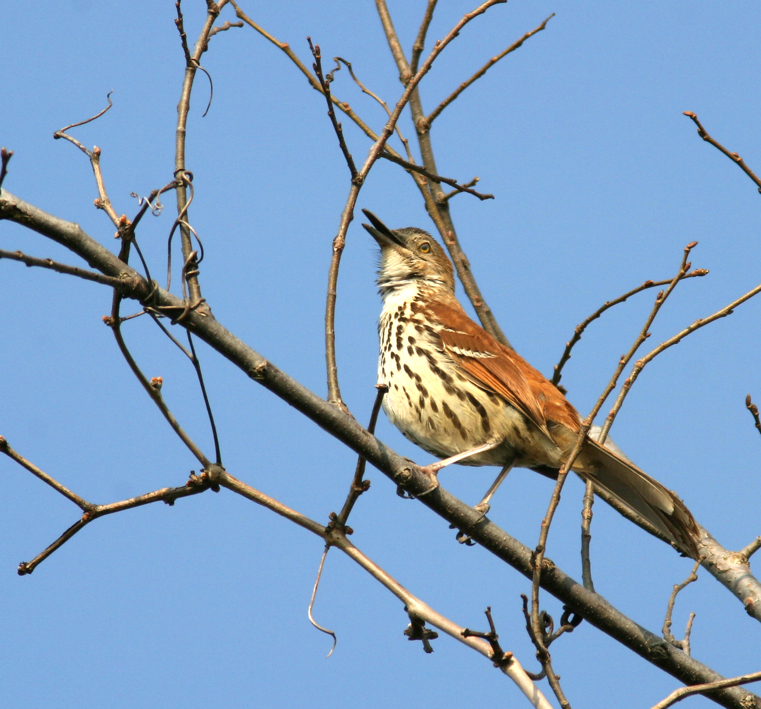 Full Size Image = 1808 K