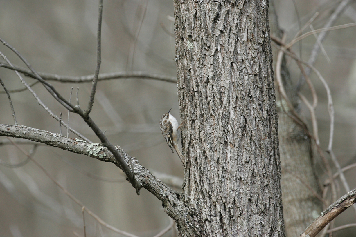 Full Size Image = 6637 K