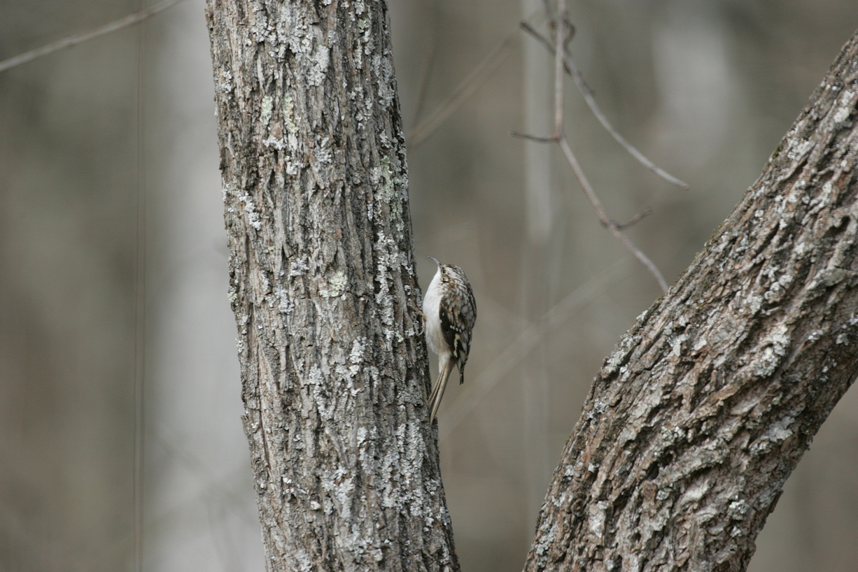 Full Size Image = 6509 K