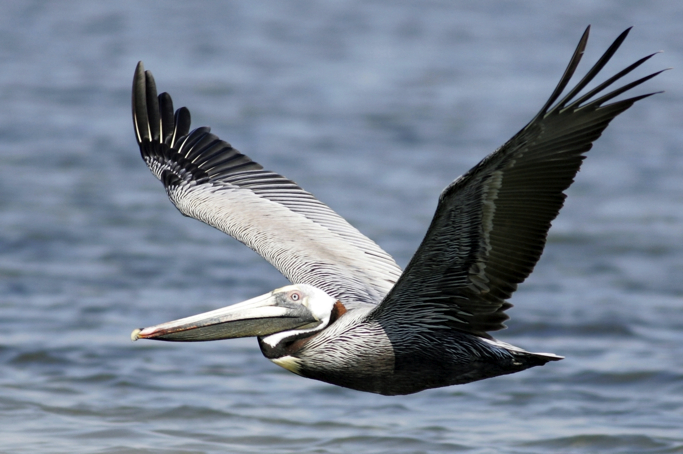 Full Size Image = 1282 K