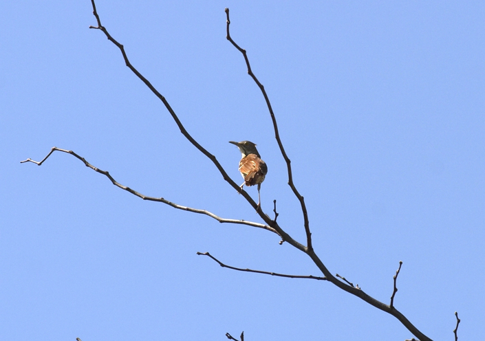 Full Size Image = 989 K