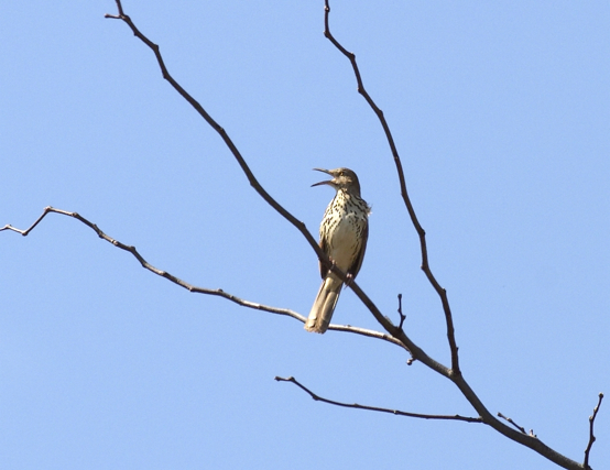 Full Size Image = 692 K