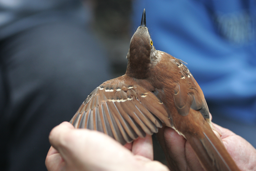 Full Size Image = 12674 K