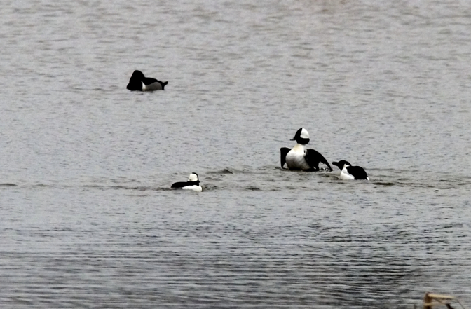 Full Size Image = 631 K