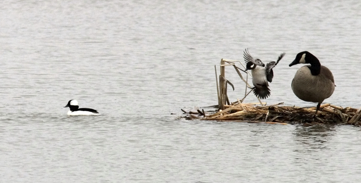 Full Size Image = 829 K