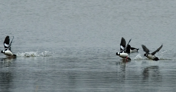 Full Size Image = 582 K