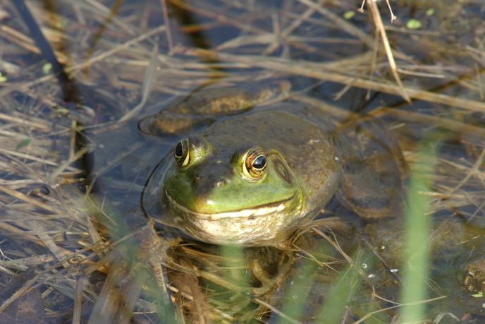 Full Size Image = 1076 K