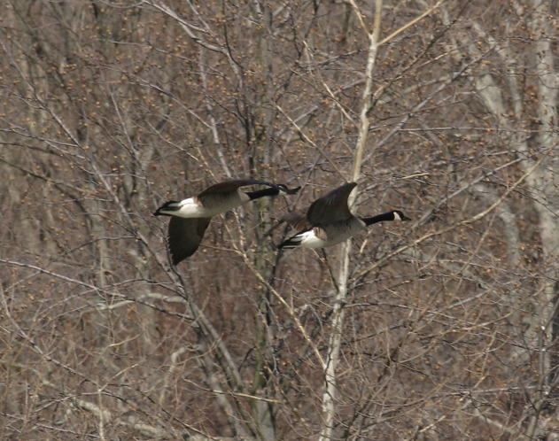 Full Size Image = 1052 K