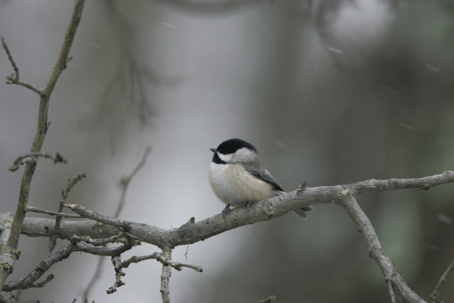 Full Size Image = 3708 K