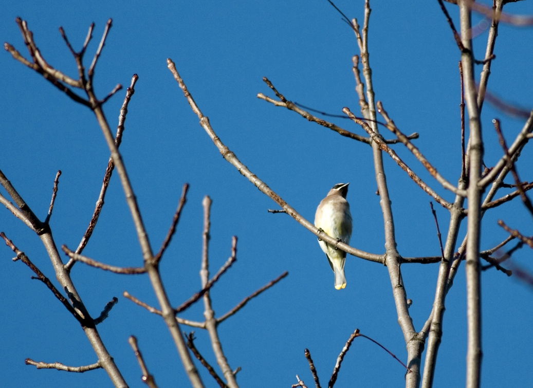 Full Size Image = 2238 K