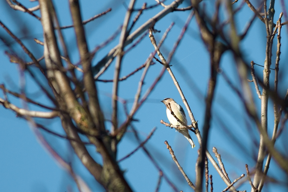 Full Size Image = 1995 K