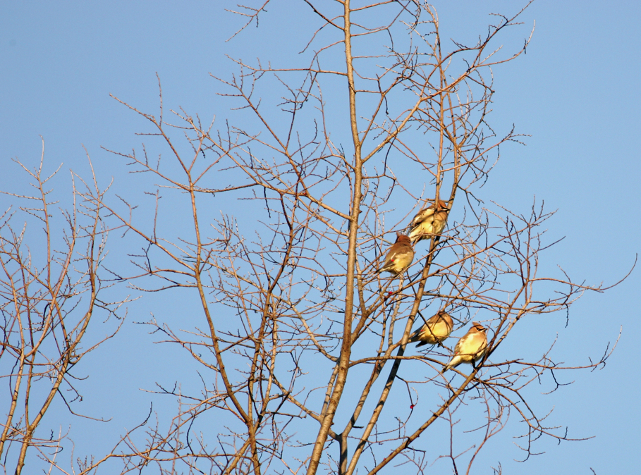 Full Size Image = 4475 K