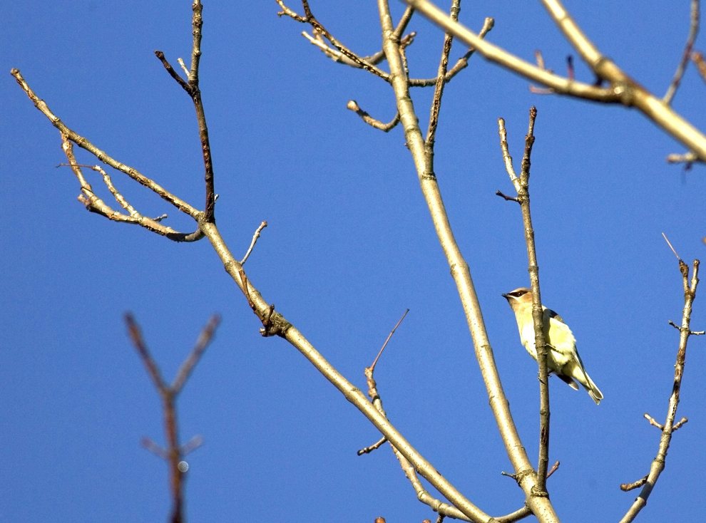 Full Size Image = 2708 K