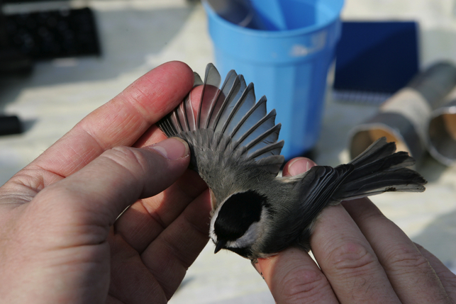 Full Size Image = 1210 K