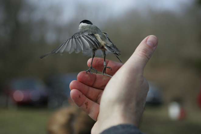 Full Size Image = 1004 K