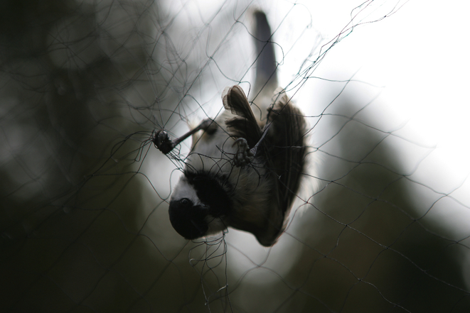 Full Size Image = 970 K