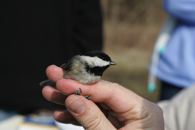 Full Size Image = 984 K