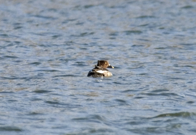 Full Size Image = 474 K