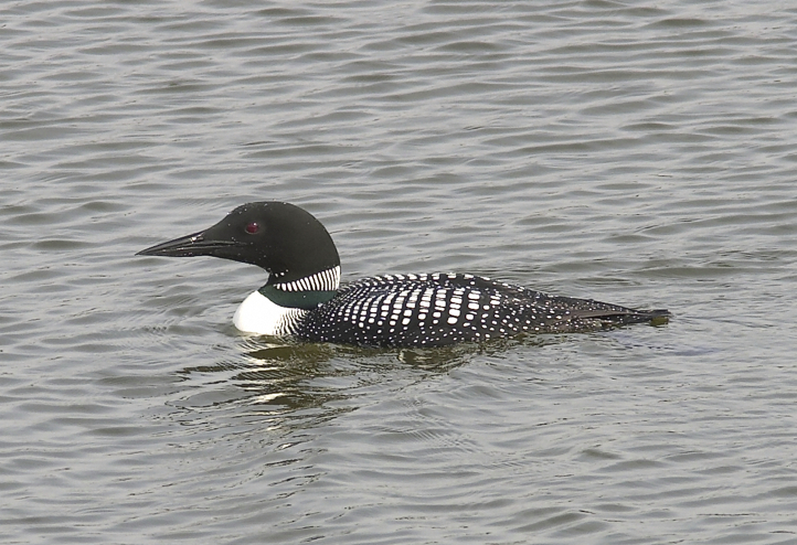 Full Size Image = 686 K