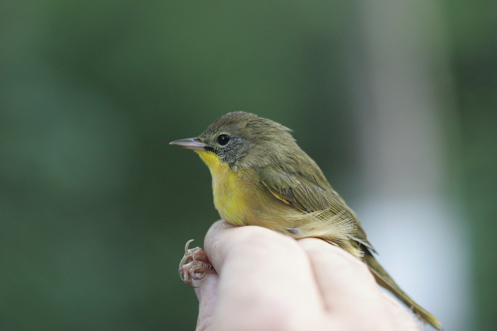 Full Size Image = 4888 K