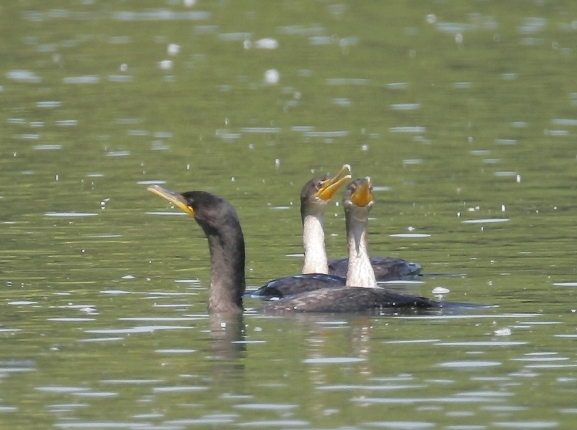 Cormorant Trio