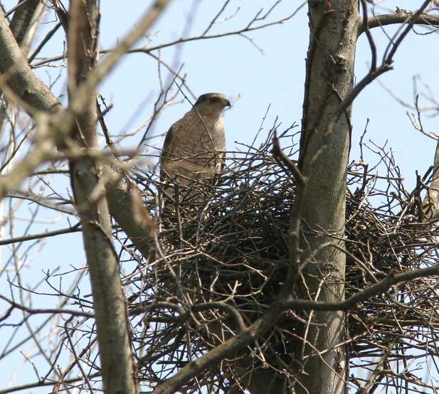 Full Size Image = 1334 K