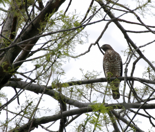 Full Size Image = 1129 K