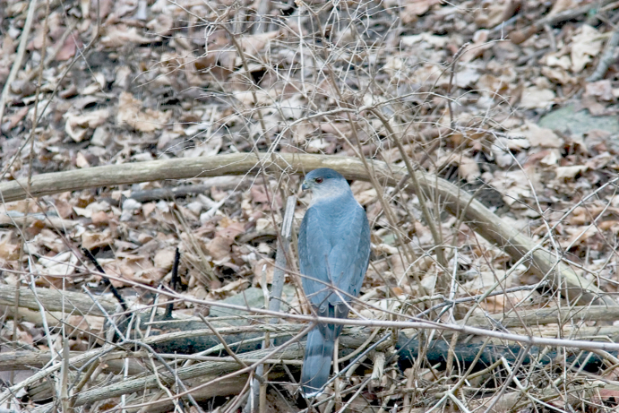 Full Size Image = 1400 K