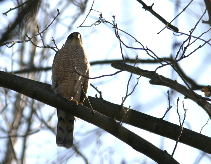 Full Size Image = 828 K