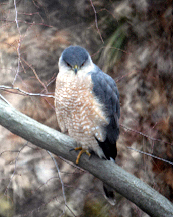 Cooper's Hawk