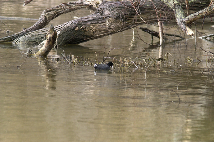 Full Size Image = 1465 K