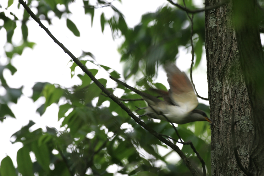 Full Size Image = 3619 K