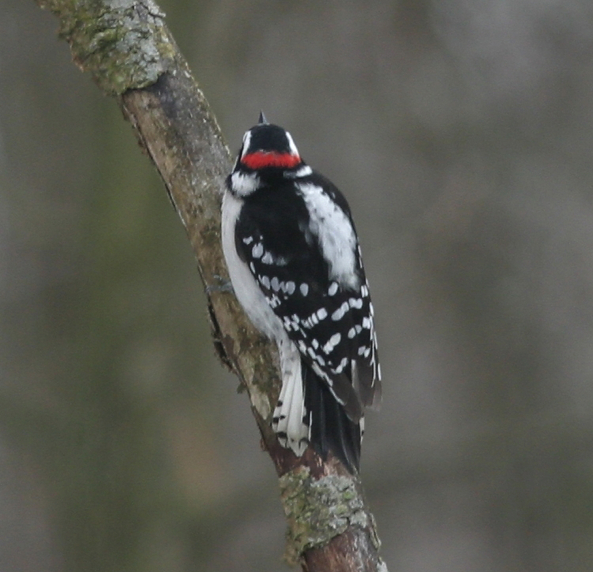 Full Size Image = 322 K