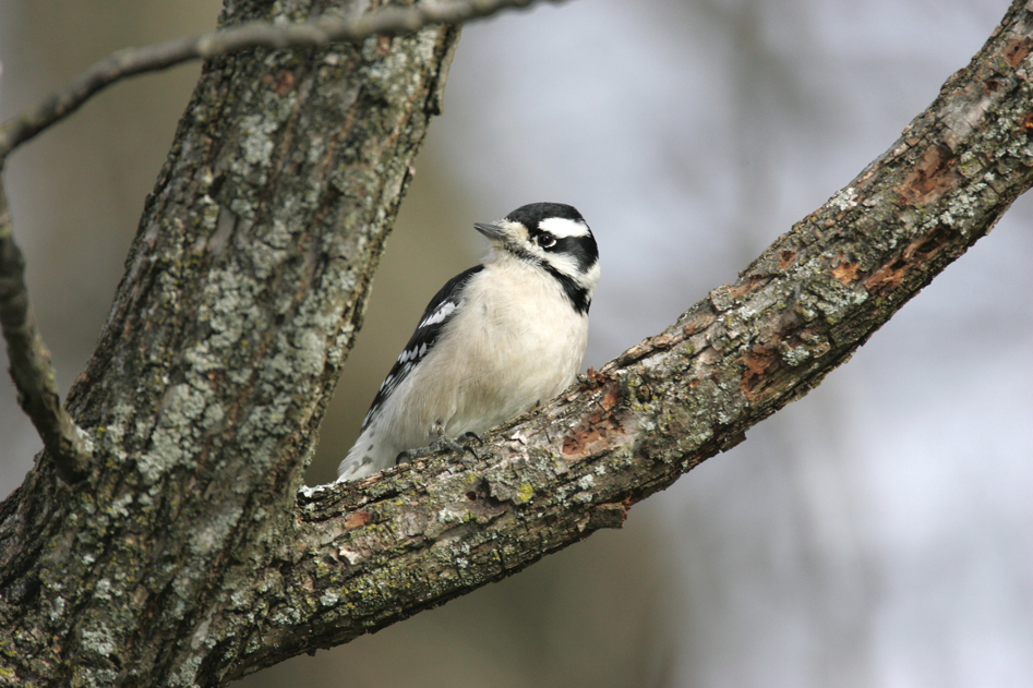 Full Size Image = 4535 K