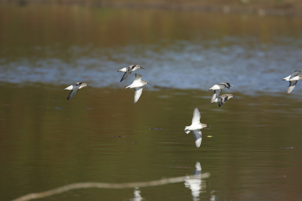 Full Size Image = 3303 K