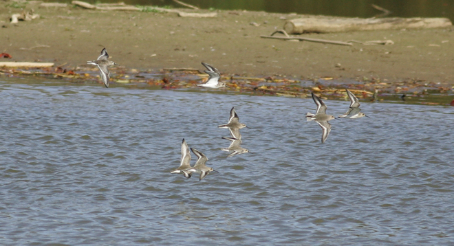 Full Size Image = 1333 K