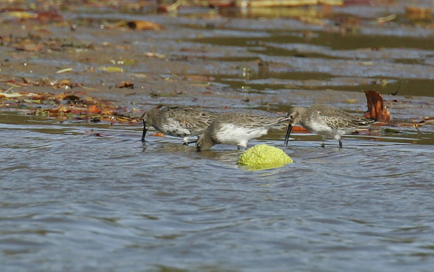 Full Size Image = 536 K