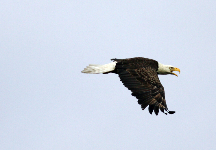 Full Size Image = 1144 K