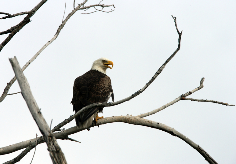 Full Size Image = 6499 K