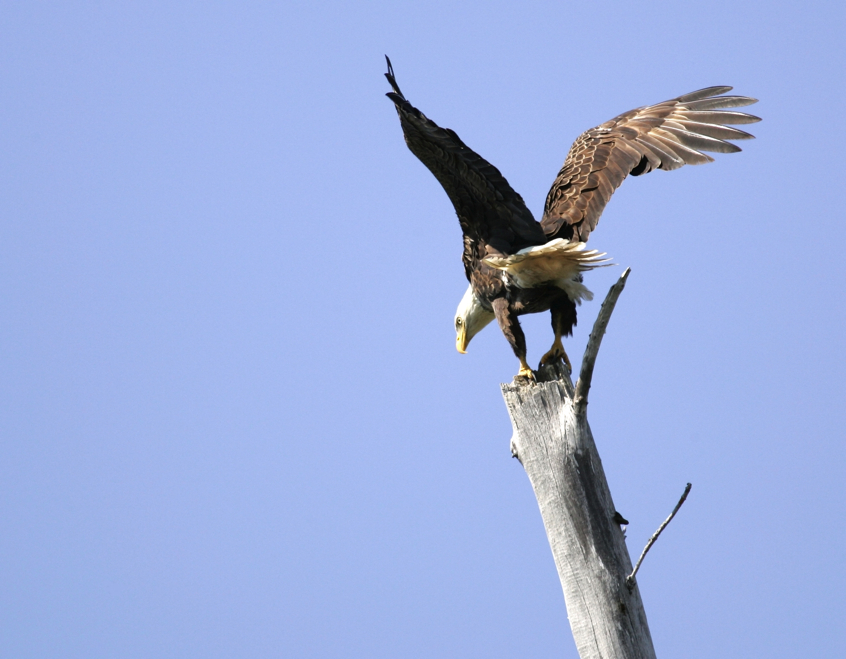 Full Size Image = 2225 K