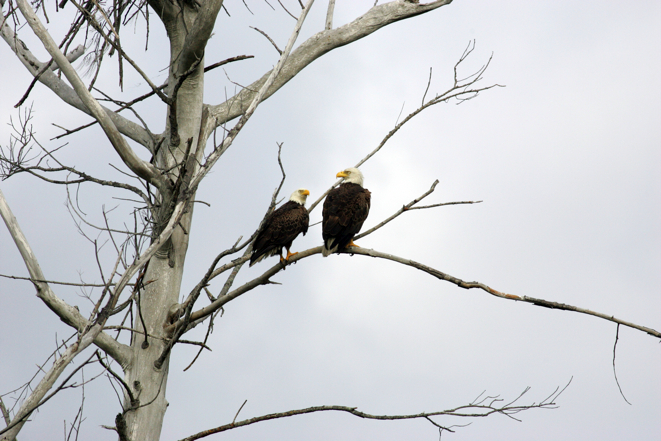 Full Size Image = 5362 K