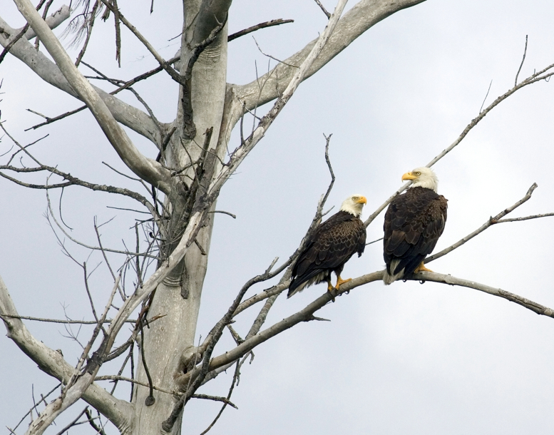 Full Size Image = 2375 K