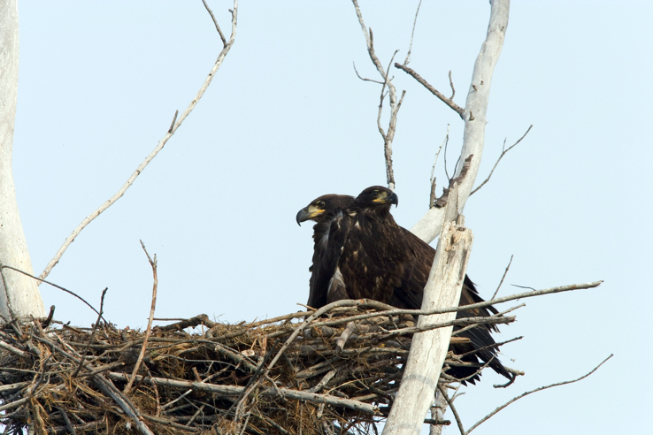 Full Size Image = 9071 K